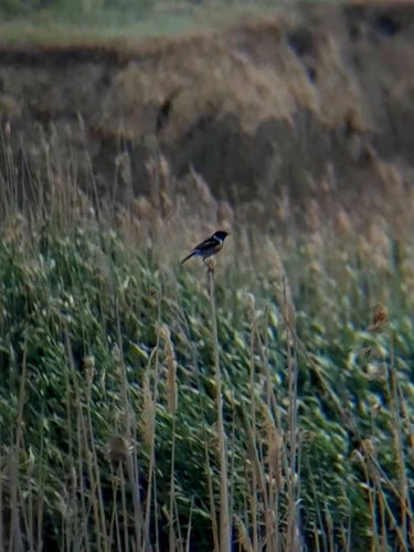 European Stonechat