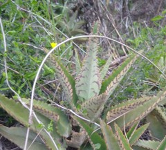 Kalanchoe daigremontiana