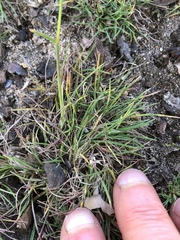Poa bulbosa