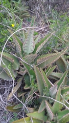 Kalanchoe daigremontiana