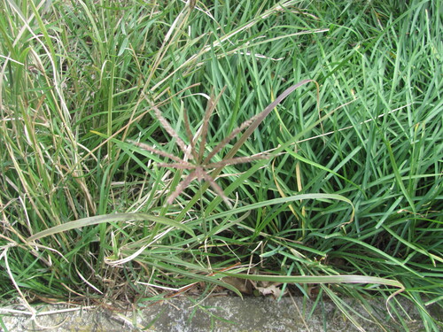 Chloris gayana iNat (3)