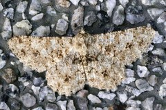 Racotis boarmiaria