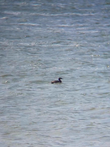 Great Crested Grebe