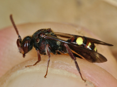 Nomada ruficornis