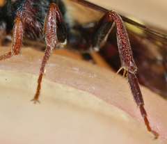 Nomada ruficornis