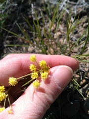 Lomatium triternatum