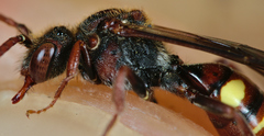 Nomada ruficornis
