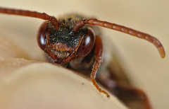 Nomada ruficornis