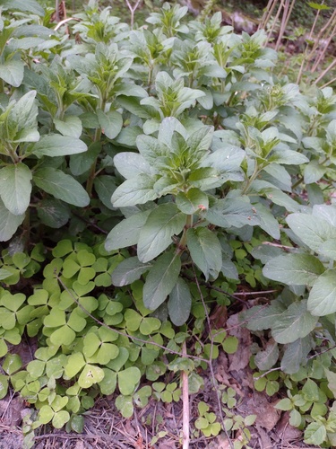 Lysimachia punctata