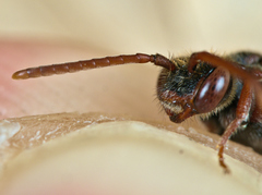 Nomada ruficornis