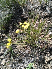 Lomatium triternatum