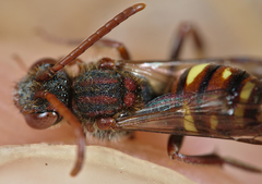 Nomada ruficornis