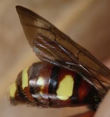 Nomada ruficornis