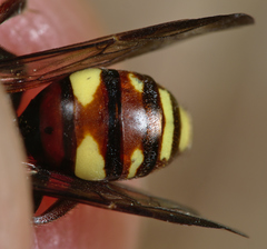 Nomada ruficornis