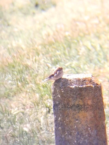 Eurasian Linnet