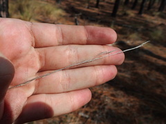 Aristida stricta
