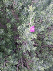 Leucophyllum frutescens