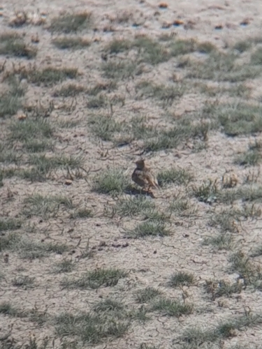 Crested Lark