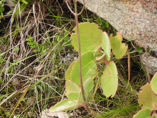 Kalanchoe pubescens, photograph 6