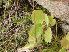 Kalanchoe pubescens, photograph (c) amantedarmanin, some rights reserved (CC BY)