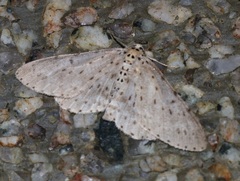 Percnia fumidaria