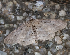 Percnia fumidaria
