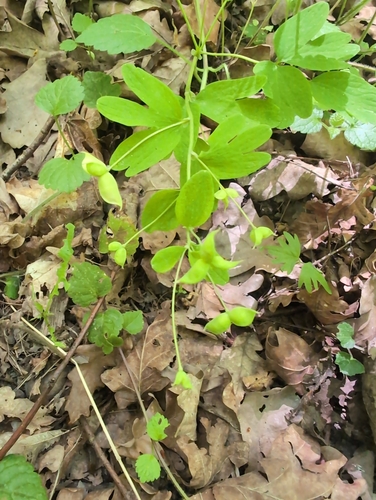 Isopyrum thalictroides, photograph 3