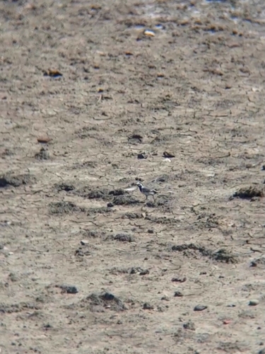 White Wagtail