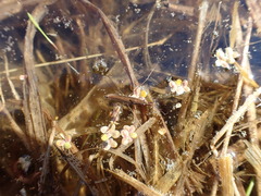 Limnoporus