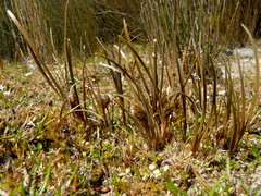 Carex rubicunda