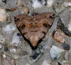 Sinarella nigrisigna