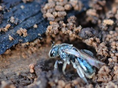 Lasioglossum coeruleum