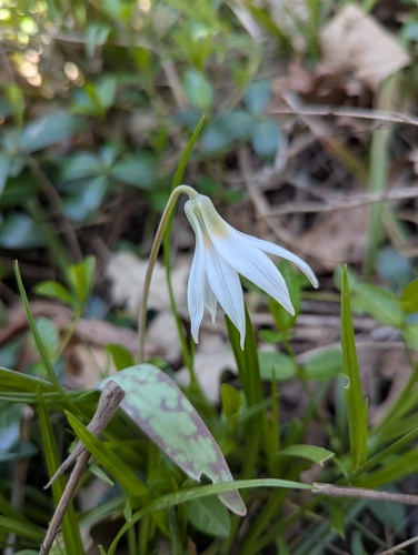 Erythronium albidum, photograph 5
