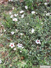 Pavonia glechomoides