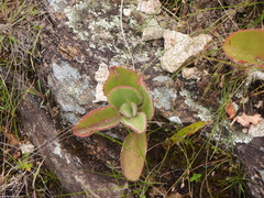 (c) amantedarmanin, some rights reserved (CC BY) Kalanchoe pubescens, photograph (c) amantedarmanin, some rights reserved (CC BY)