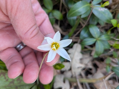 Erythronium albidum, photograph 4