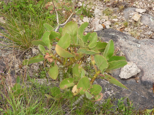 Kalanchoe pubescens, photograph 4