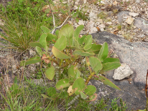 Kalanchoe pubescens