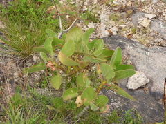Kalanchoe pubescens