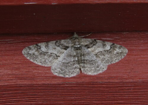 Ringed Carpet