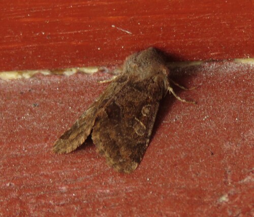 Hebrew Character