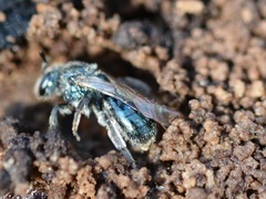 Lasioglossum coeruleum