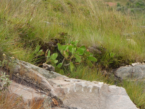 Kalanchoe pubescens, photograph 5