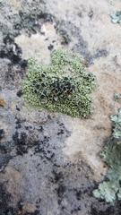 Lecanora argopholis