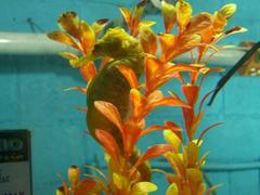 Hippocampus patagonicus