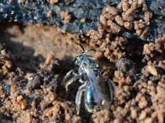 Lasioglossum coeruleum
