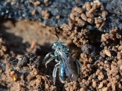 Lasioglossum coeruleum