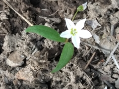 Claytonia lanceolata