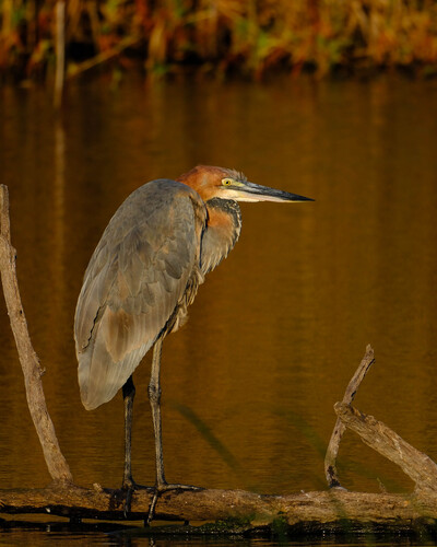 iNaturalist image