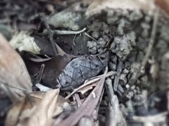 Mecodina lanceola